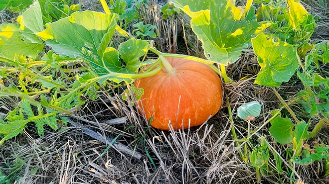 sloan cat pumpkin img